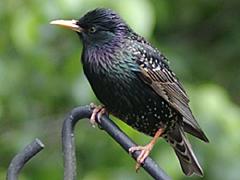 Starling male